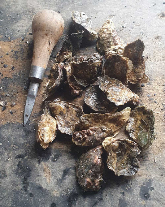 Sydney Rock Oysters - Unopened (per dozen) image 1