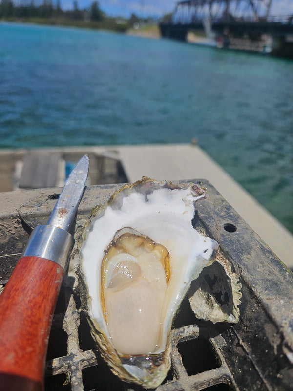 Sydney Rock Oysters - Unopened (per dozen) image 3