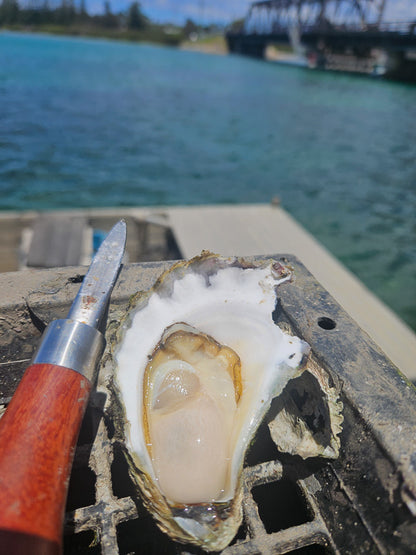 Sydney Rock Oysters - Unopened (per dozen) image 3