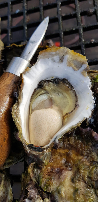 Sydney Rock Oysters - Unopened (per dozen) image 4