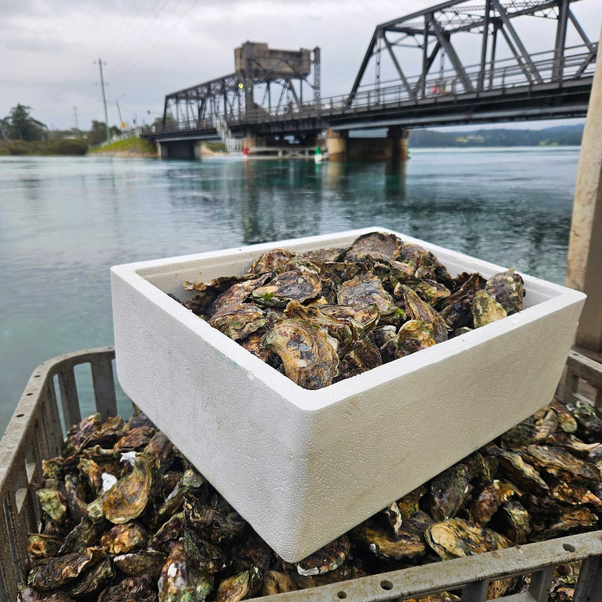 Sydney Rock Oysters - Unopened (per dozen) image 0
