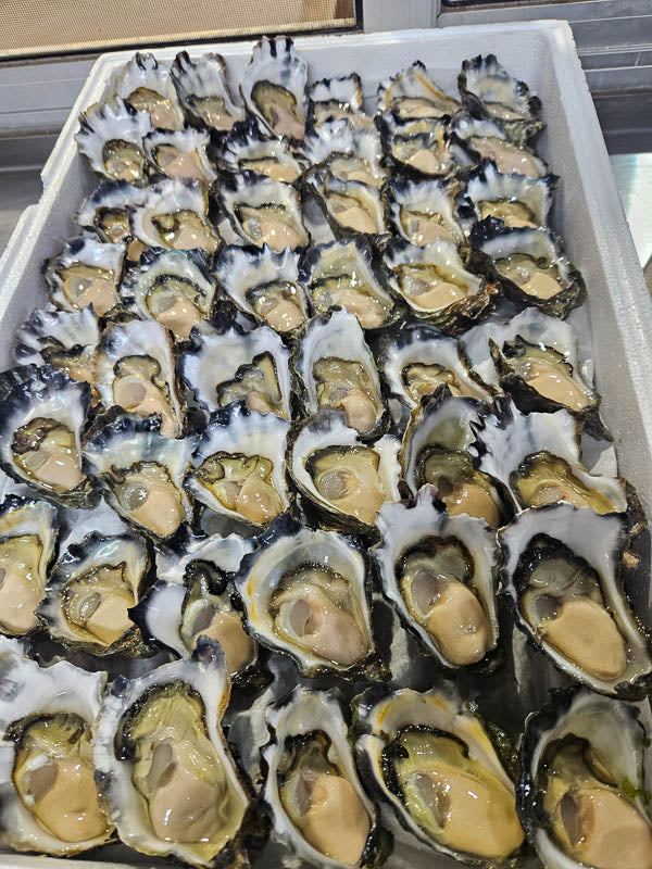 Sydney Rock Oysters - Unopened (per dozen) image 2