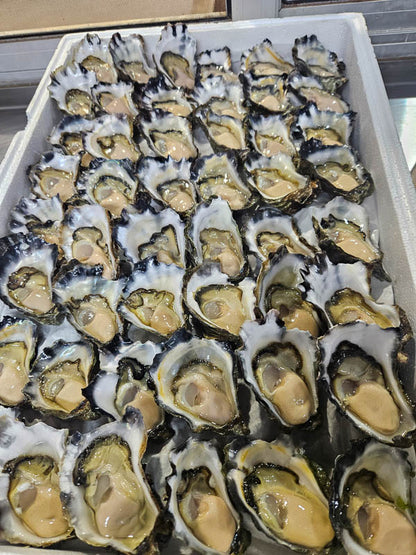 Sydney Rock Oysters - Unopened (per dozen) image 2