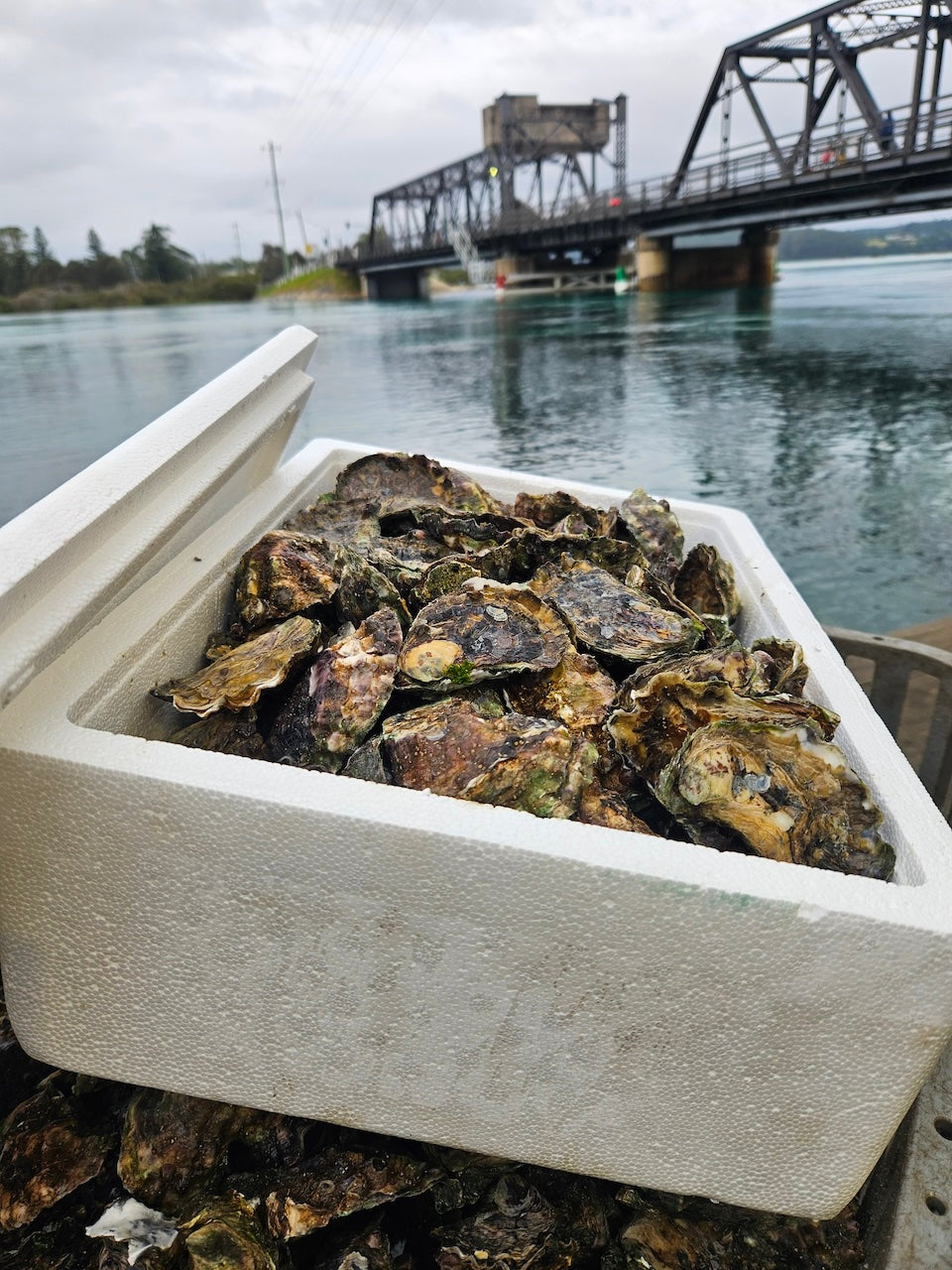 Sydney Rock Oysters - Unopened (per dozen) image 7